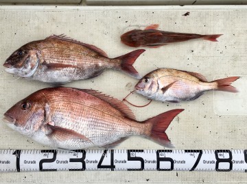 fullsizeoutput_af2f 釣果です・・・!