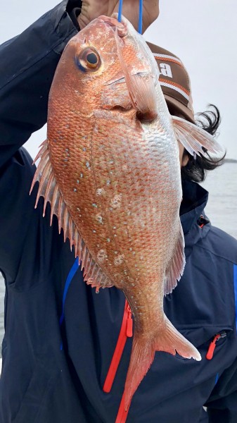 ヤットマダイが顔を見せてくれました・・・1.17kg・・・恥ずかしくて顔を隠してます