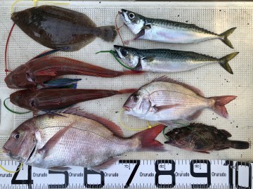 fullsizeoutput_b6de 釣果です・・・!