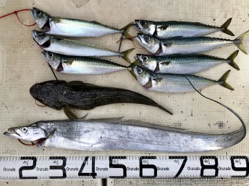 fullsizeoutput_b6ef 釣果です・・・