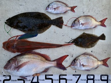 fullsizeoutput_b6fe 釣果です・・・