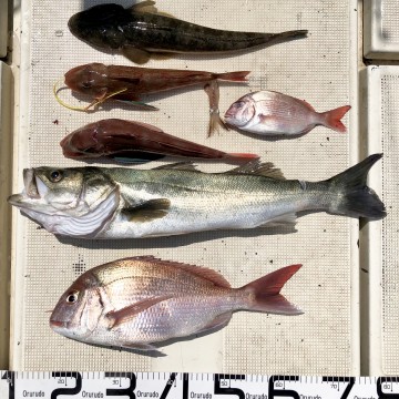 fullsizeoutput_b94b 釣果です・・・!
