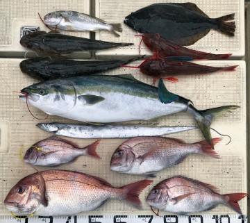 7魚種が釣れました・・・！