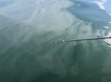 風も無く水面は鏡・・・蒸し焼き状態の中頑張ってマキまきしてます・・・！