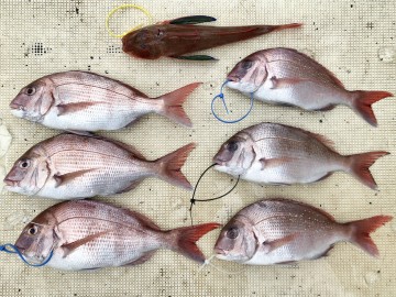 fullsizeoutput_cc56 490g〜720gで6枚・・・大物は海に・・・!