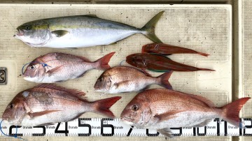 fullsizeoutput_cca5 マダイ4枚イナワラにホーボーでした・・・!