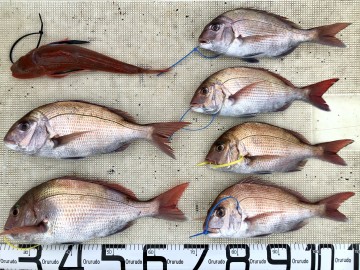 釣果です・・・マダイ7枚＜1.42kg1.10kg860g760g710g630g・26cm(リリース）＞とホーボー