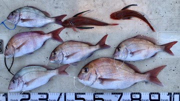 今日の釣果です・・・！