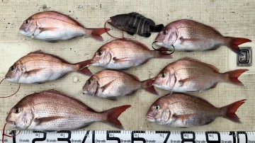 fullsizeoutput_d083 釣果です・・・!