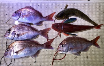 fullsizeoutput_d18d 釣果です・・・!