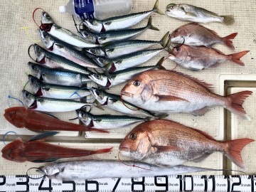 釣果です