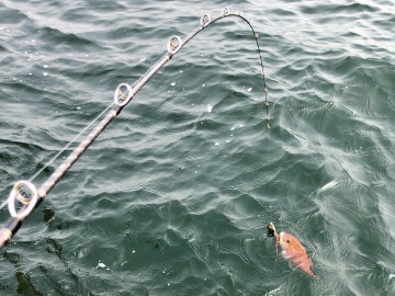 おチビちゃん・・・海にお帰りいただきました