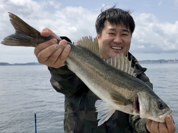 美味しいスズキさんゲット・・・旬でございますよ