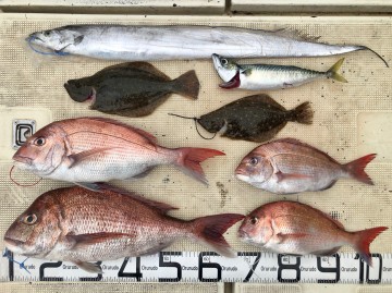 IMG_3452 釣果はマダイ9枚<2.74kg1.82kg900g870gリリース5枚>タチウオ・ソゲ2枚・サバでした