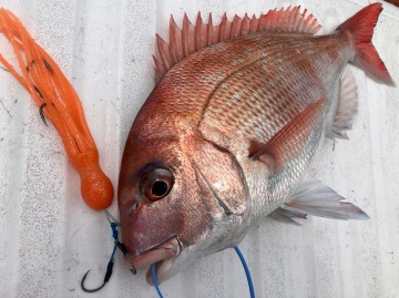 浅野さん　　4枚目は特大タコベイトで・・・！