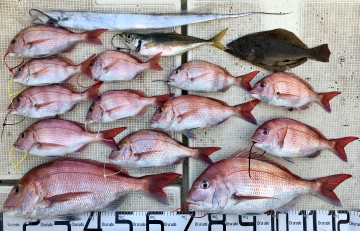 釣果はマダイ13枚＜2.68kg2.45kg〜塩焼きサイズ＞タチウオ・ソゲ・大アジでした