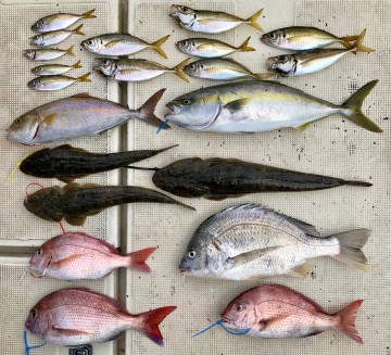IMG_2626 マダイ3枚<800g600g塩焼き>キビレ1.68kg・ショッコ・マゴチ3本/イナダ・アジ11匹