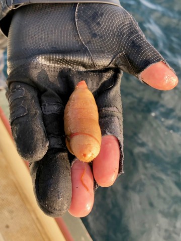 釣れたタイの口から吐き出しました・・・！