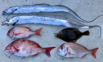 寂しい釣果です・・・マダイ＜1〜0枚1.13kg・520g＞他にハナダイ・カレイ