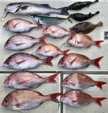 IMG_0608 マダイ<6〜1枚2.49kg〜440g>他にスズキ・カレイ・トラフグ・サバでした