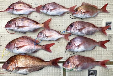 マダイ＜3〜1枚2.10kg〜460g＞　外道なしの釣果です